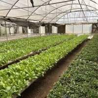 Visite de la ferme MAKAR FARMS